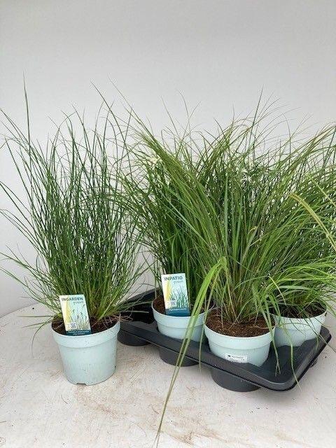 <h4>SIERG GEM 3 SRT FUST</h4>