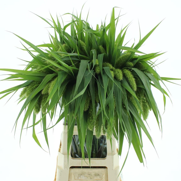 <h4>Setaria Italica</h4>