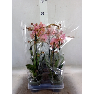 Phalaenopsis multi. 'Ant Treviso'