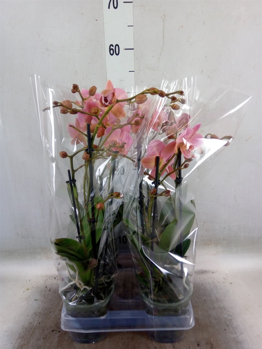 <h4>Phalaenopsis multi. 'Ant Treviso'</h4>