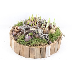 arr4 Bollenmix MB - Latjes schaal bruin L