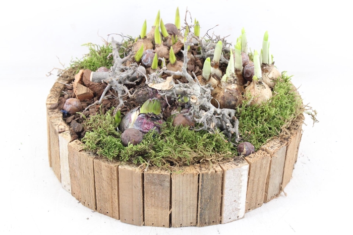 <h4>arr4 Bollenmix MB - Latjes schaal bruin L</h4>