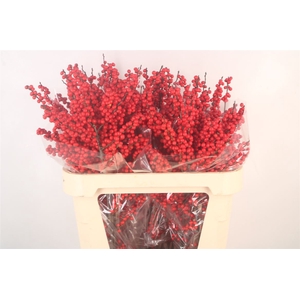 Ilex Verticilata Red Premium