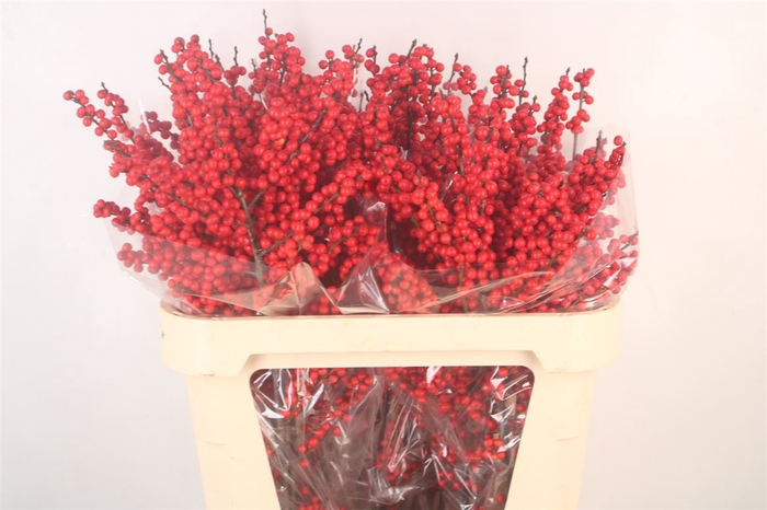<h4>Ilex Verticilata Red Premium</h4>