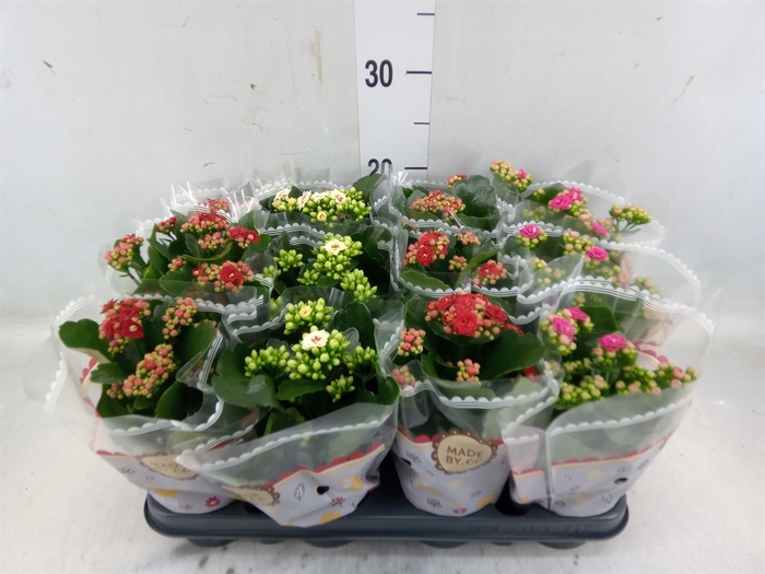 <h4>Kalanchoe blos.   ..rosebud mix  3</h4>