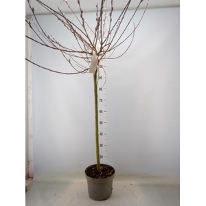 Salix gracilistyla 'Mt. Aso'