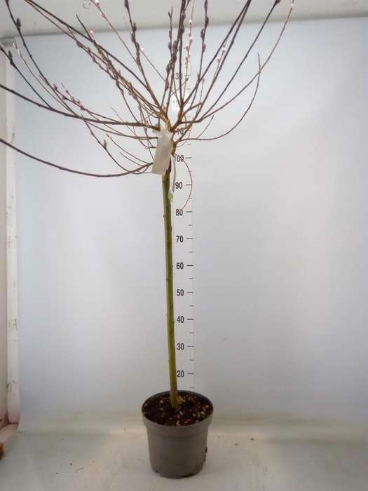 <h4>Salix gracilistyla 'Mt. Aso'</h4>