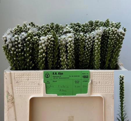<h4>LIATRIS ALBA</h4>
