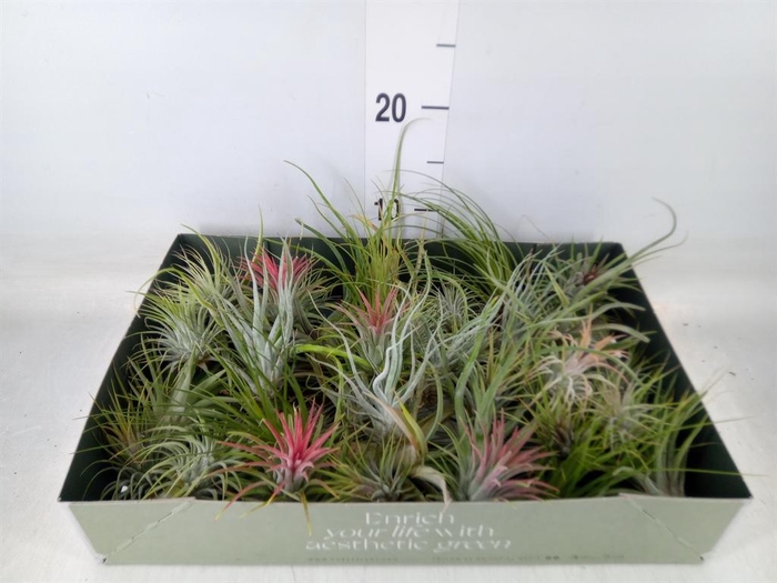 <h4>Tillandsia</h4>