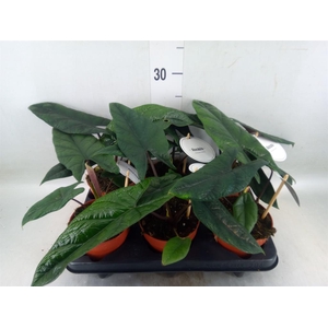 Alocasia scalprum