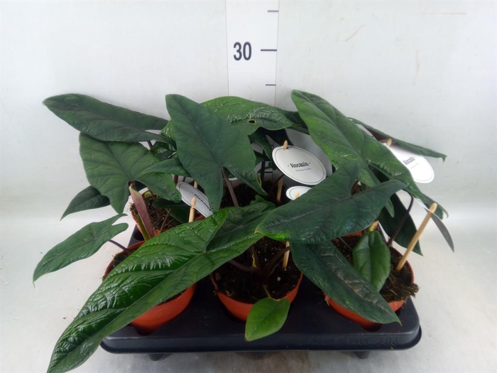 <h4>Alocasia scalprum</h4>
