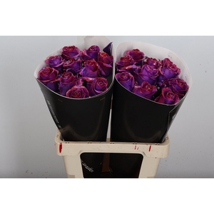 Wax-Rozen Wax Classic Purple