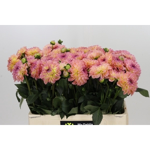 Dahlia Chanel