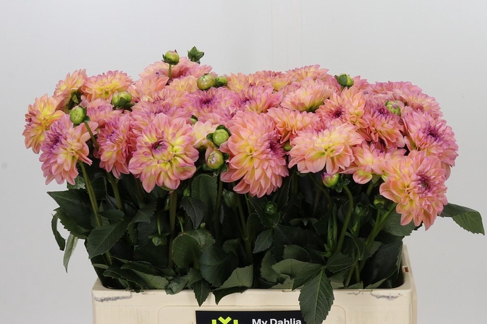 <h4>Dahlia Chanel</h4>