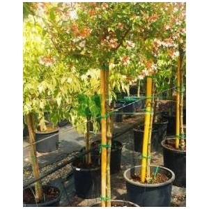 Abelia overig