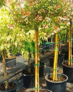 <h4>Abelia overig</h4>