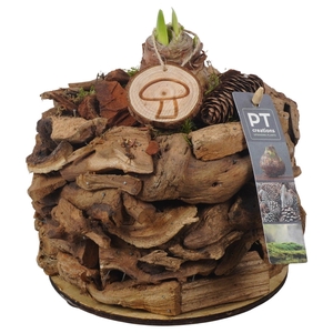 Arr.  Hippeastrum  L%