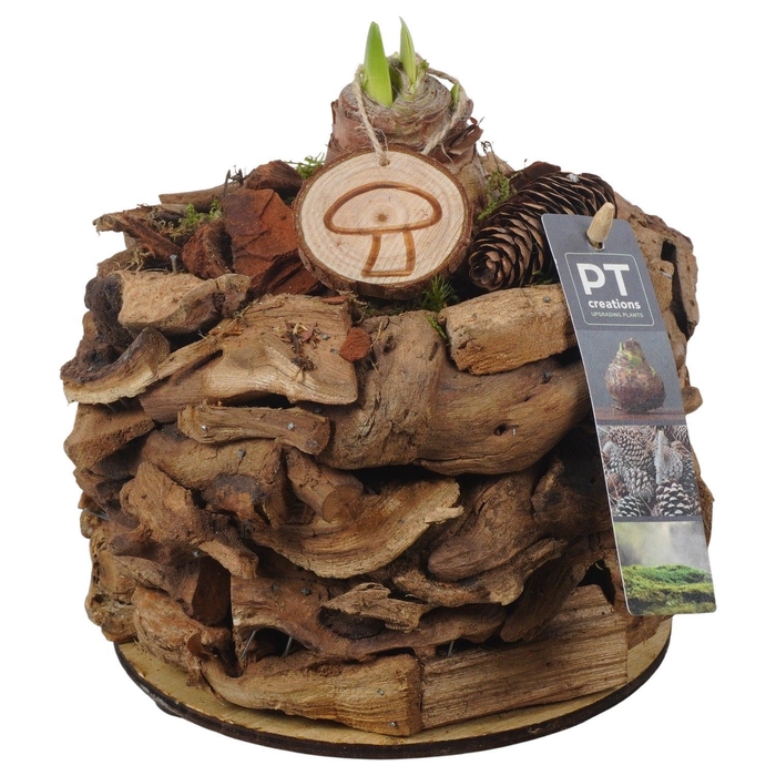 <h4>Arr.  Hippeastrum  L%</h4>