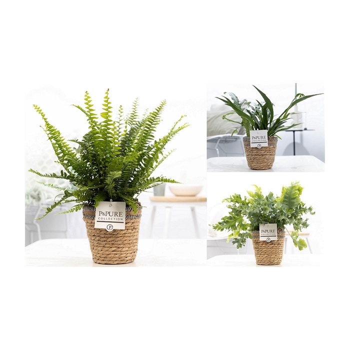 <h4>Varens gemengd in P&PURE Basket 6</h4>