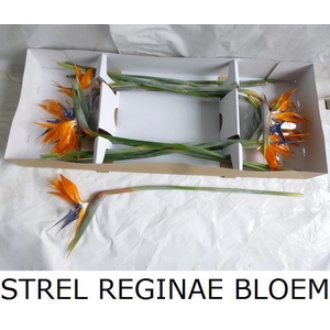 STREL REGINAE BLOEM