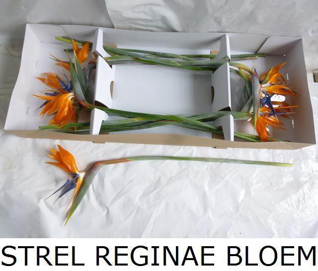 <h4>Strel Reginae Bloem</h4>
