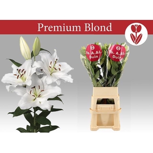 LI OR PREMIUM BLOND