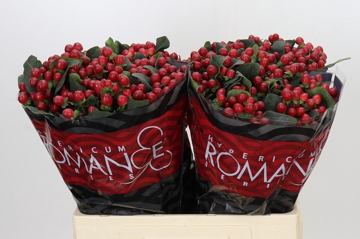 <h4>HYP TRUE ROMANCE</h4>