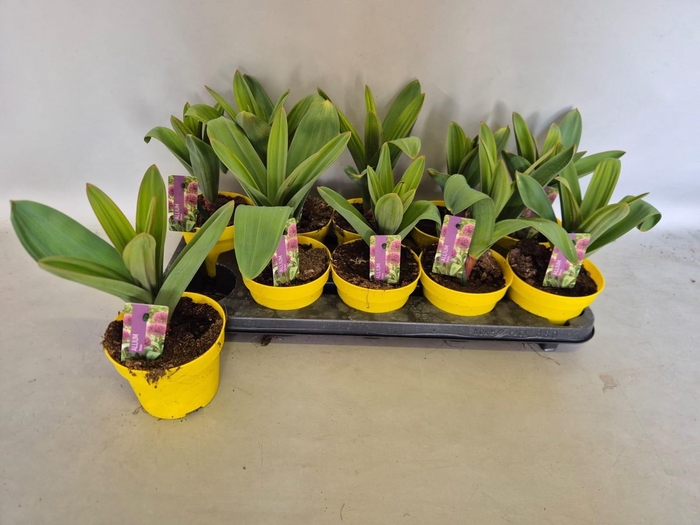 <h4>ALLI OSTARA</h4>