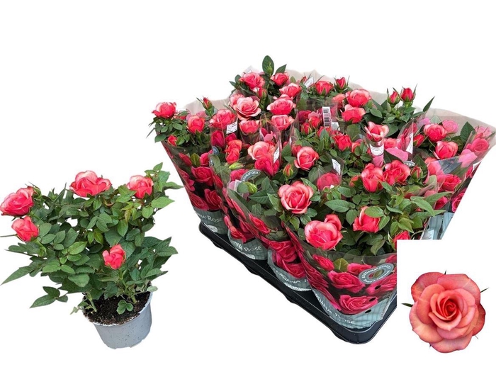 <h4>Rosa overig</h4>