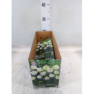 Narcissus   ...flowerbulbs