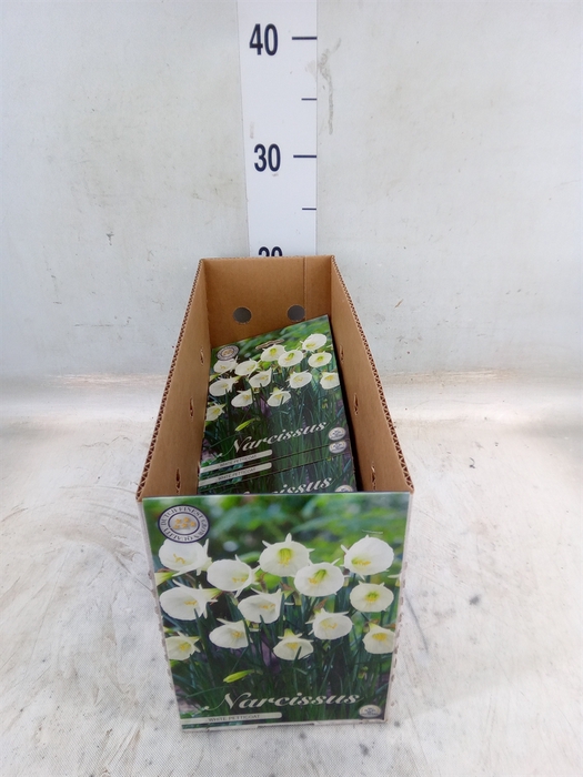 <h4>Narcissus   ...flowerbulbs</h4>