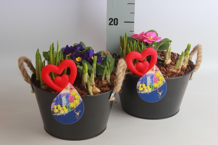 <h4>ARR TUINPLANTEN</h4>