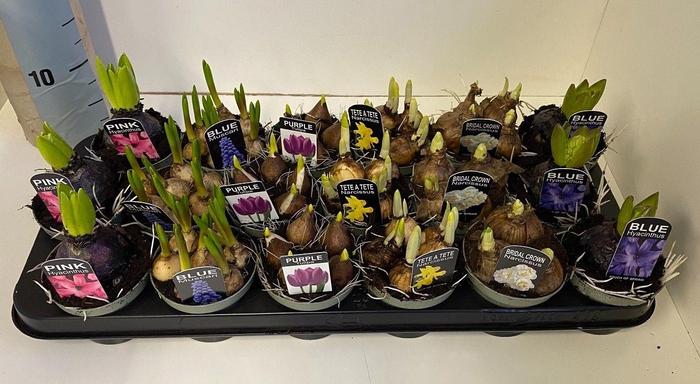 <h4>Bulbes à Fleurs, zwarte pot touch of spring</h4>