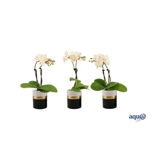 Dolomite Horizon Black Tiny Dolls Wit 2T12+ Aqu@