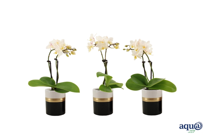 <h4>Dolomite Horizon Black Tiny Dolls Wit 2T12+ Aqu@</h4>