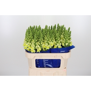 Antirrhinum Po Yellow