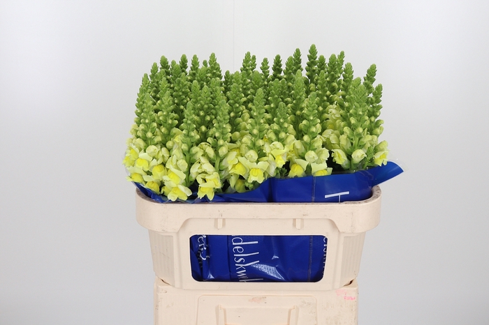 <h4>Antirrhinum Po Yellow</h4>