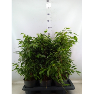 Ficus benja. 'Anastasia'