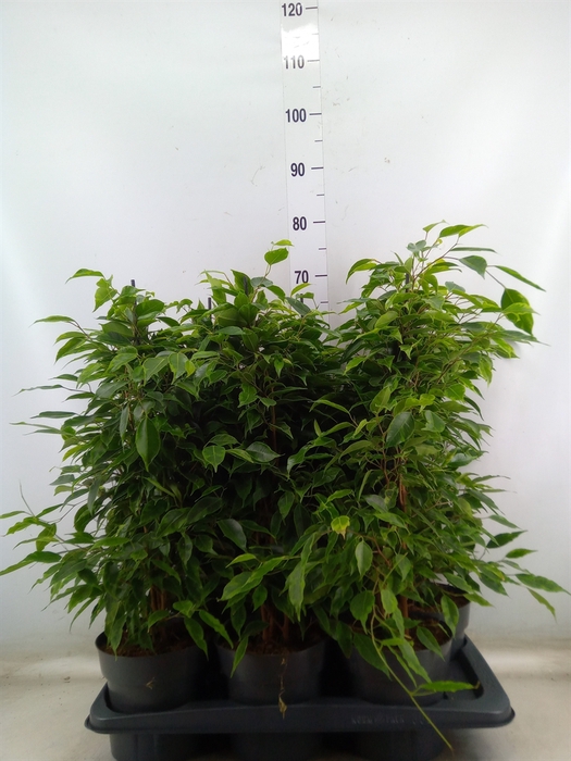 <h4>Ficus benja. 'Anastasia'</h4>