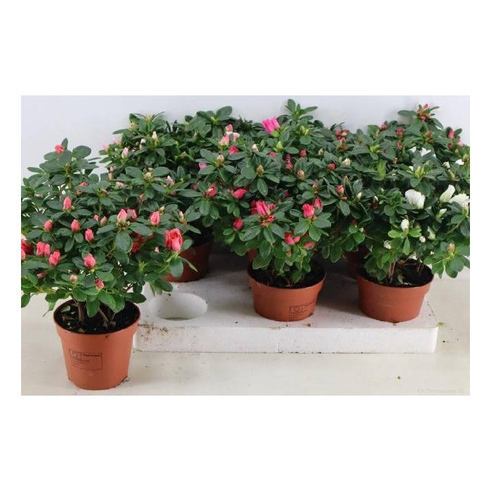 <h4>RHODO SI VOGEL GEM</h4>