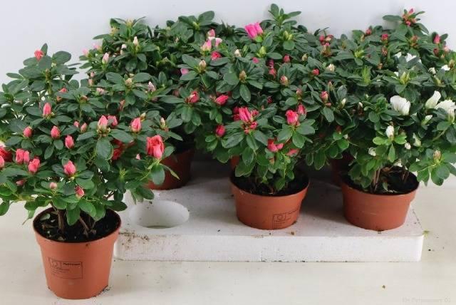 <h4>RHODO SI VOGEL GEM</h4>