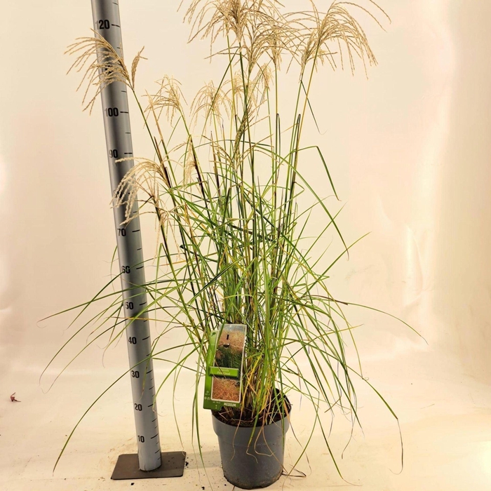 Miscanthus sinensis