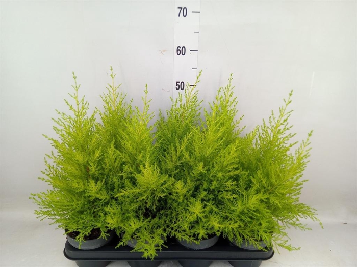 <h4>Cupressus macro. 'Goldcrest Wilma'</h4>