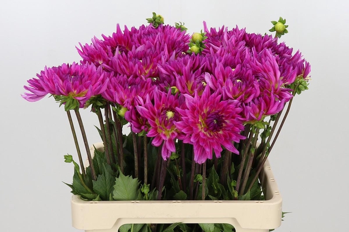 <h4>Dahlia Karma Sangria</h4>