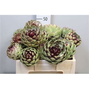 Cynara Sc Green Glob