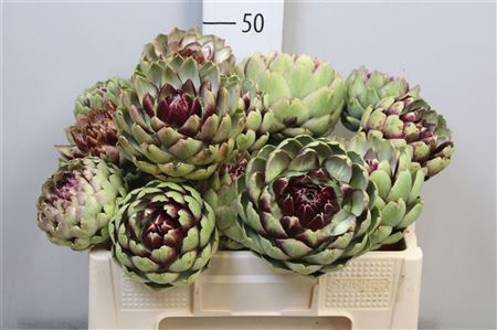 <h4>Cynara Sc Green Glob</h4>