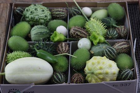 <h4>CUCUMIS HIRSUTUS</h4>