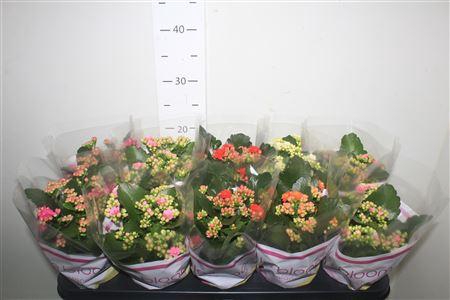 <h4>Kal Ge Gem 5 Kl</h4>