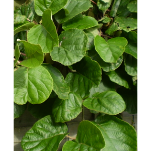 Actinidia overig