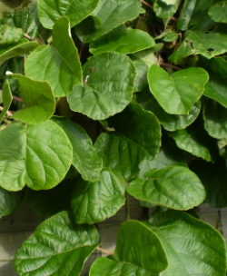 <h4>Actinidia overig</h4>